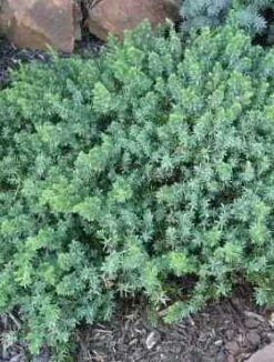 Jałowiec Nadbrzeżny Blue Pacific (C2)