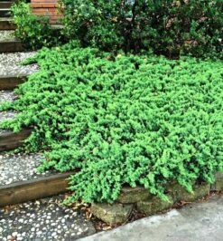 Jałowiec Nadbrzeżny Schlager (C2)