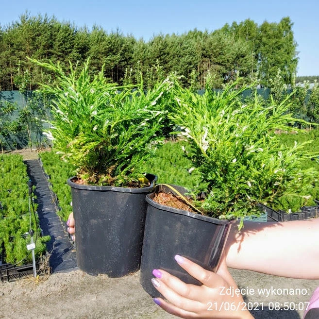 Jałowiec Płożący Andora Compact - obrazek 5