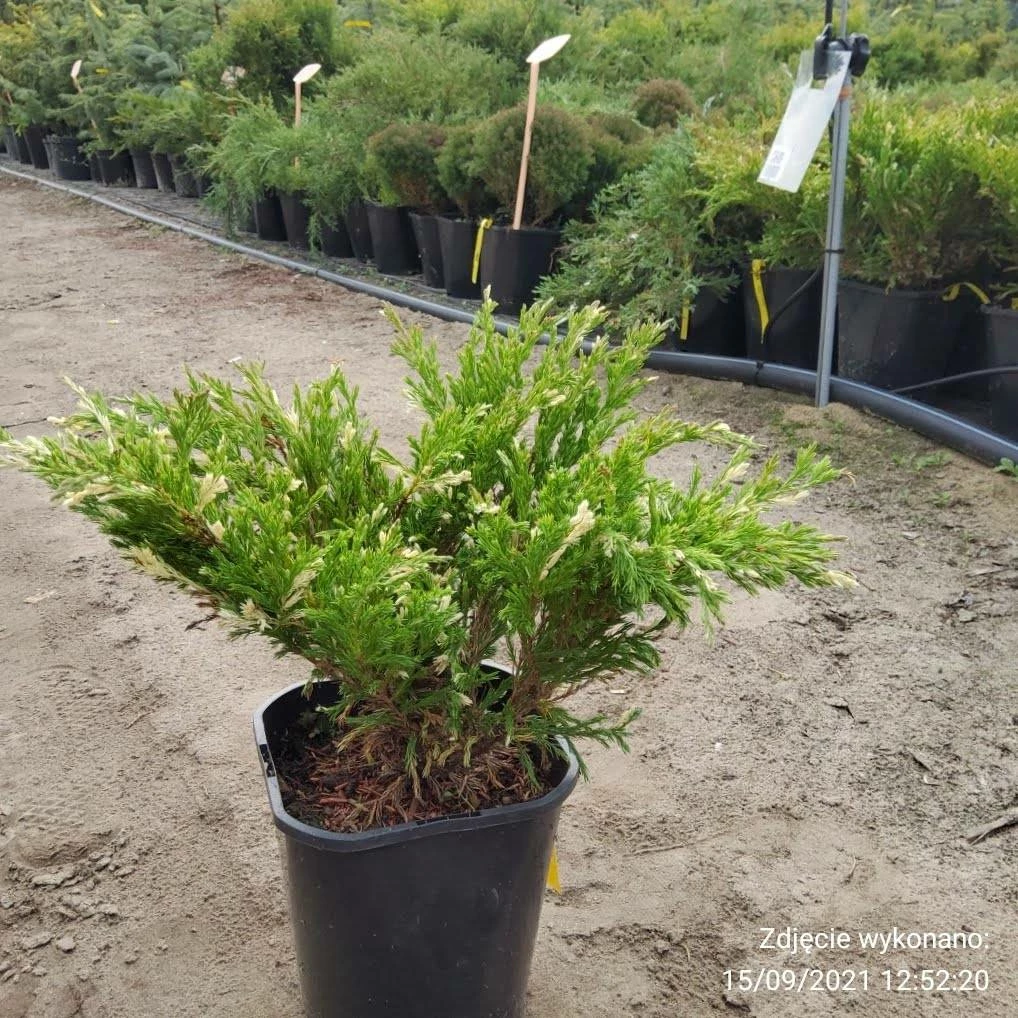 Jałowiec Płożący Andora Compact - obrazek 3