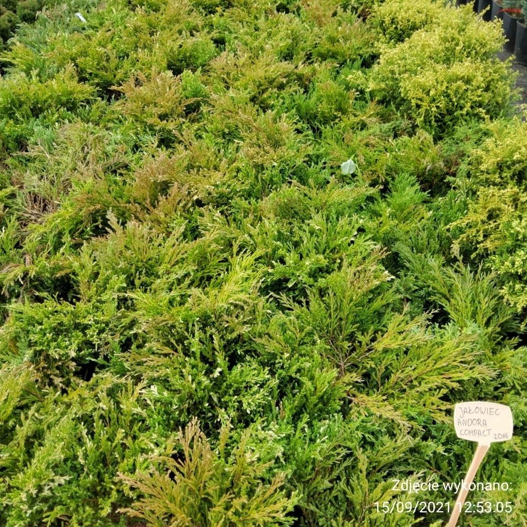 Jałowiec Płożący Andora Compact - obrazek 4