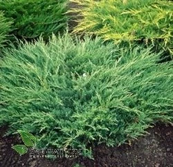 Jałowiec Płożący Andora Compact - obrazek 2