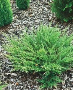 Jałowiec Płożący Andora Compact