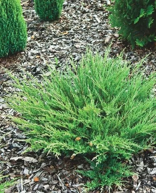 Jałowiec Płożący Andora Compact