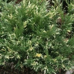 Jałowiec Płożący Andorra Variegata