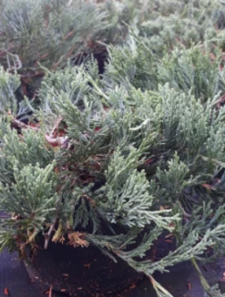 Jałowiec Płożący Bar Harbor