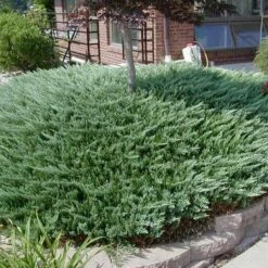 Jałowiec Płożący Blue Chip Dywanowy (C2)