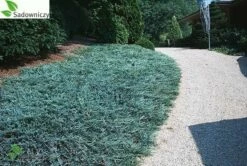 Jałowiec Płożący Blue Forest Dywanowy