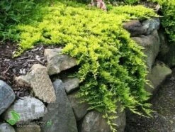 Jałowiec Płożący Golden Carpet Złoty Dywan (C2)