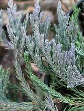 Jałowiec Płożący Jade River