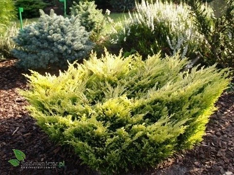 Jałowiec Płożący Lime Glow (C2) - obrazek 5