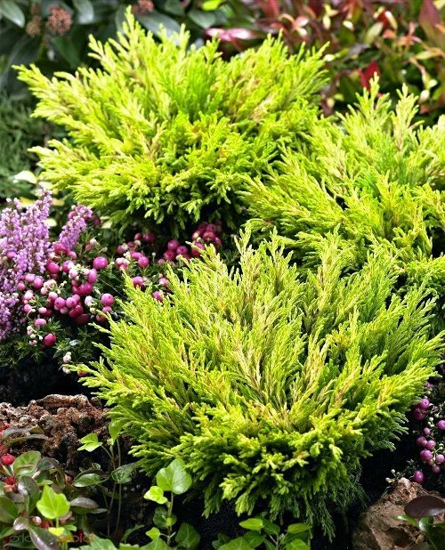 Jałowiec Płożący Lime Glow (C2)