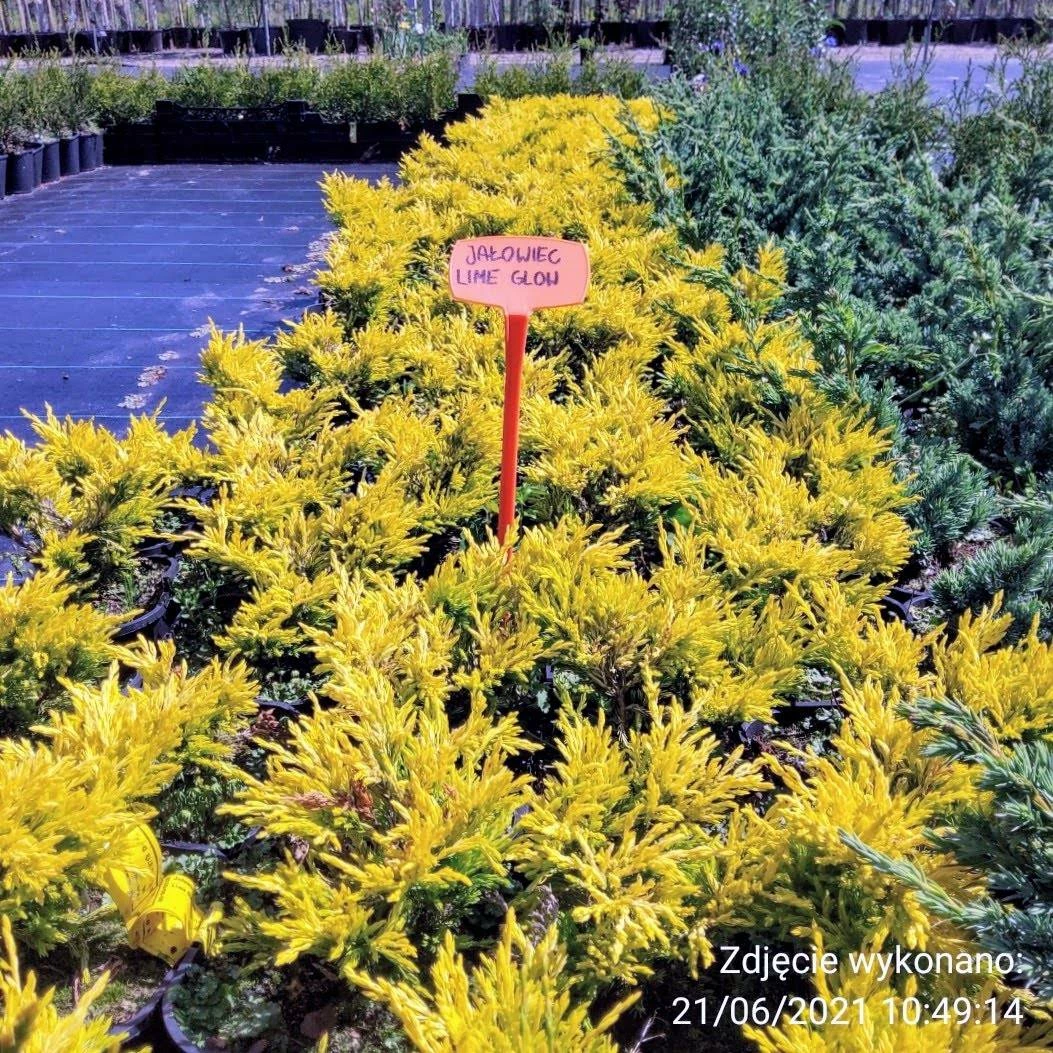 Jałowiec Płożący Lime Glow (C2) - obrazek 4
