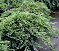 Jałowiec Płożący Pancake