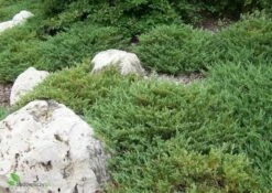 Jałowiec Płożący Plumosa Gniazdko