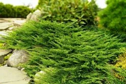 Jałowiec Płożący Prince Of Wales