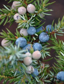 Jałowiec Płożący Saxatillis