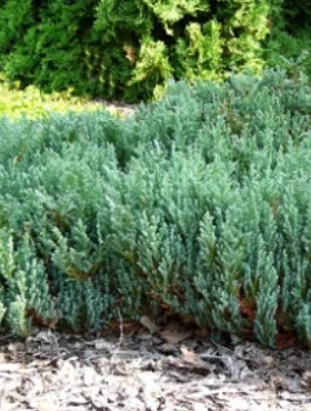 Jałowiec Płożący Saxatillis - obrazek 2