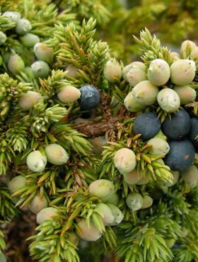 Jałowiec Płożący Saxatillis - obrazek 3