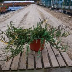 Jałowiec Płożący Variegata