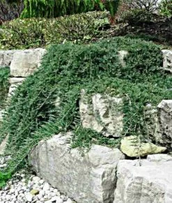 Jałowiec Płożący Wiltonii (C2)