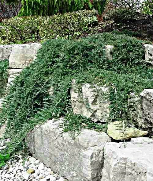 Jałowiec Płożący Wiltonii (C2)