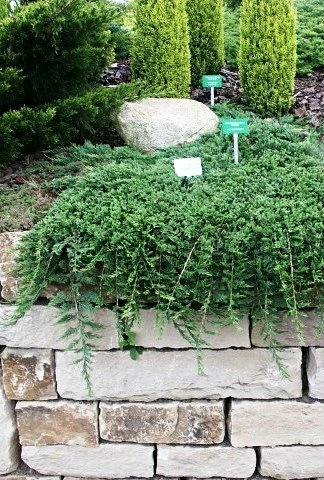 Jałowiec Płożący Wiltonii (C2) - obrazek 2