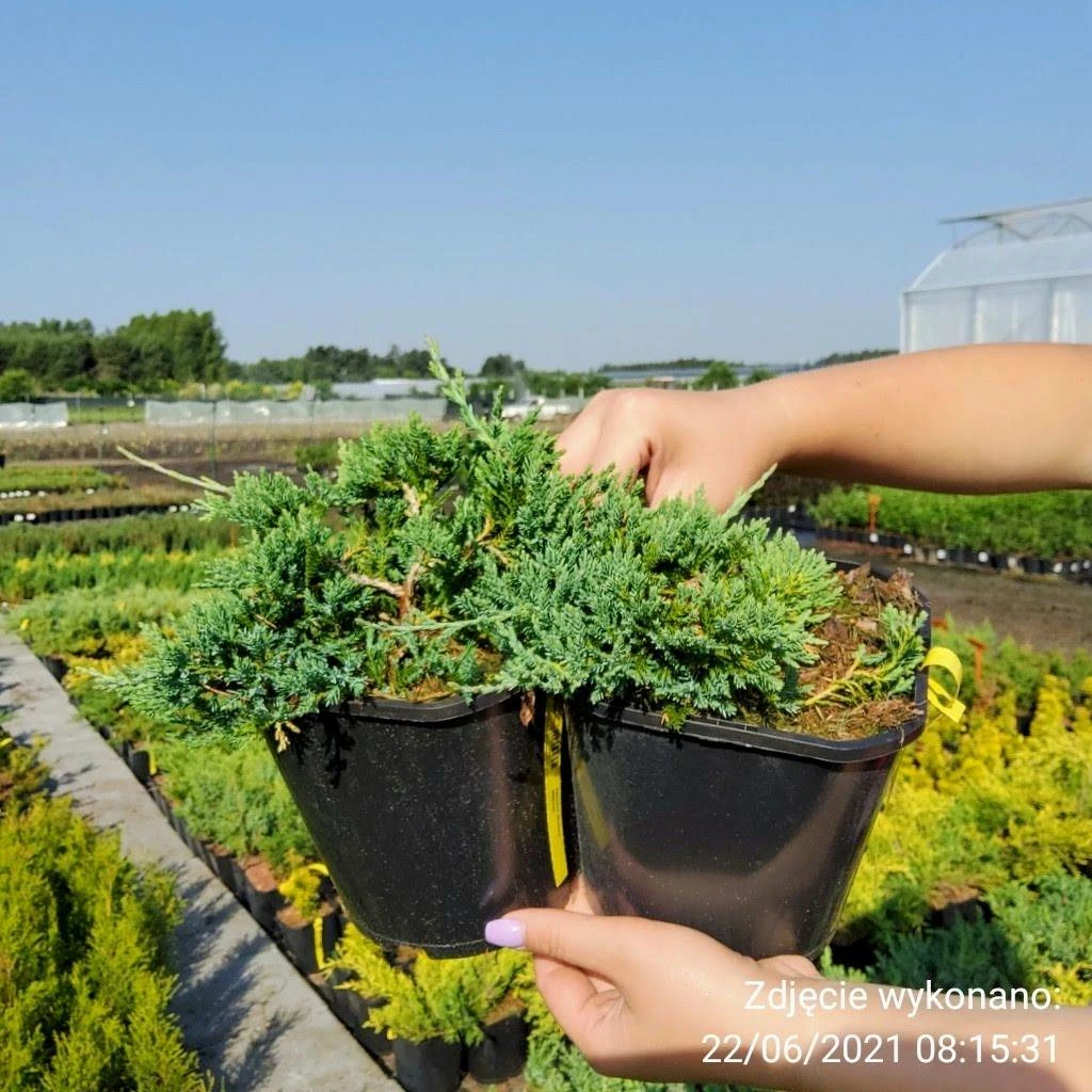 Jałowiec Płożący Wiltonii (C2) - obrazek 3