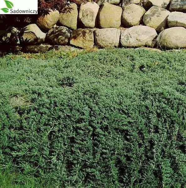 Jałowiec Płożący Wiltonii (C2) - obrazek 5