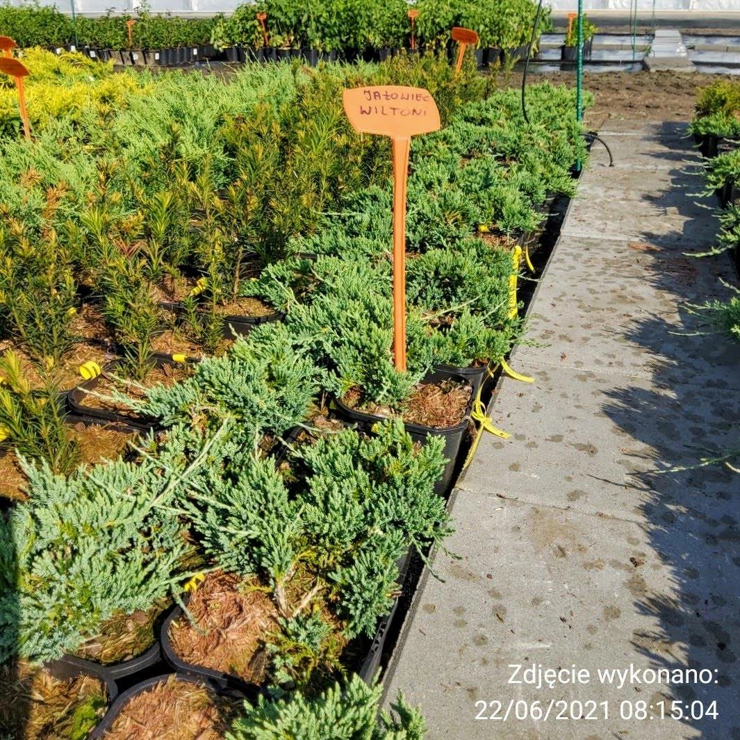 Jałowiec Płożący Wiltonii (C2) - obrazek 4