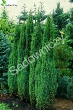 Jałowiec Pospolity Arnold