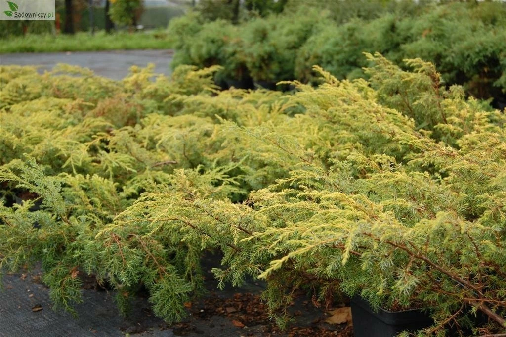 Jałowiec Pospolity Depressa Aurea (C2) - obrazek 2