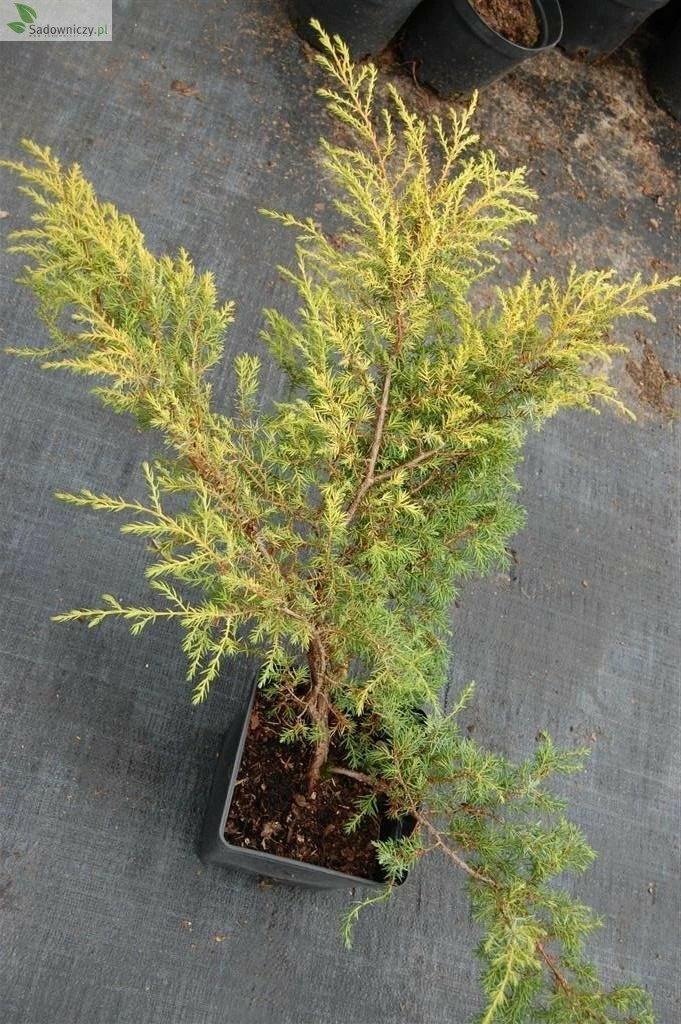 Jałowiec Pospolity Depressa Aurea (C2) - obrazek 3