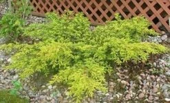 Jałowiec Pospolity Depressa Aurea (C2)