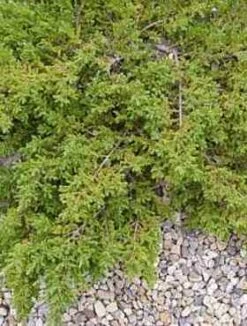 Jałowiec Pospolity Effusa (C2)