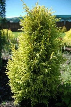 Jałowiec Pospolity Gold Cone (C2)