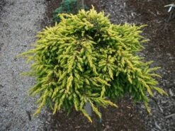 Jałowiec Pospolity Goldschatz (C2)