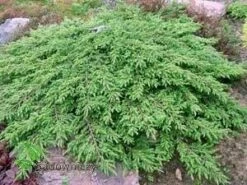 Jałowiec Pospolity Green Carpet
