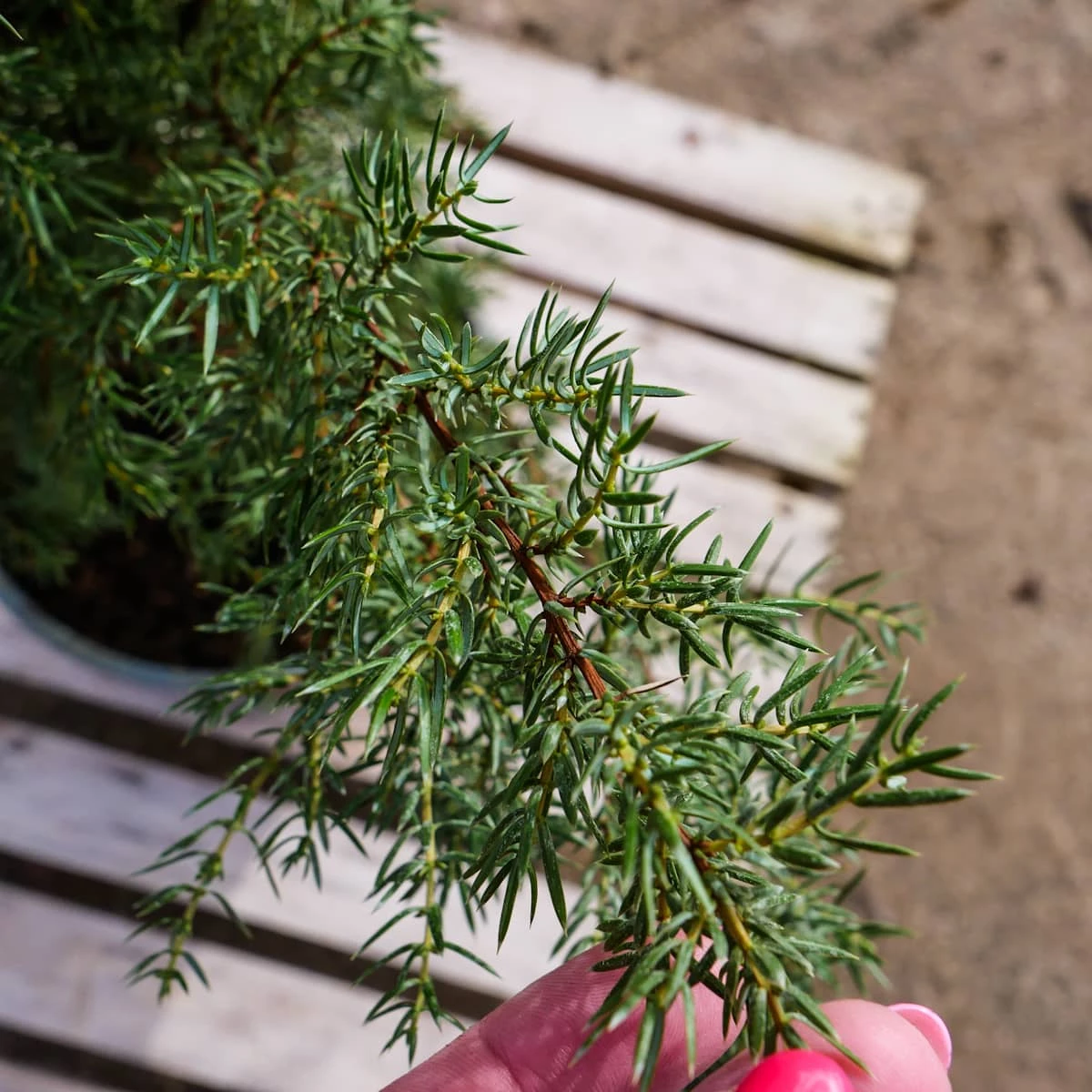 Jałowiec Pospolity Hibernica Kolumna (C2) - obrazek 2