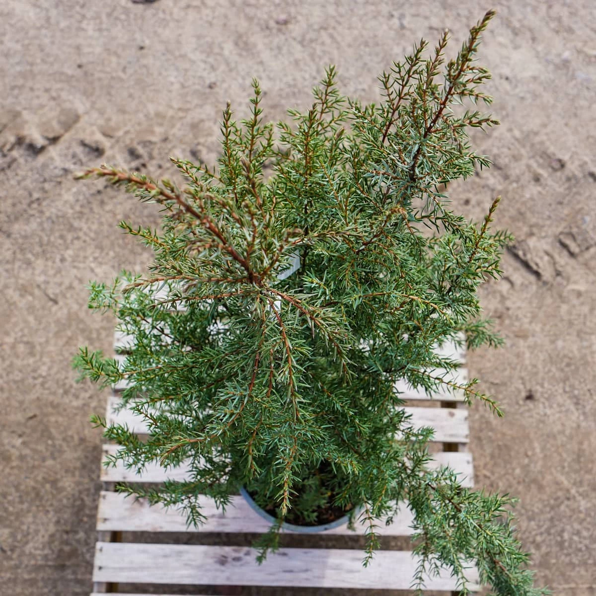 Jałowiec Pospolity Hibernica Kolumna (C2) - obrazek 4