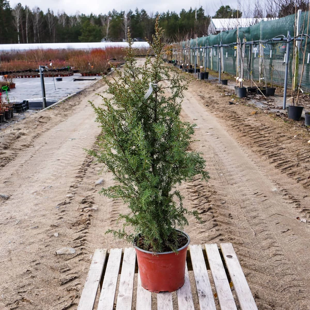 Jałowiec Pospolity Hibernica Kolumna (C2) - obrazek 3