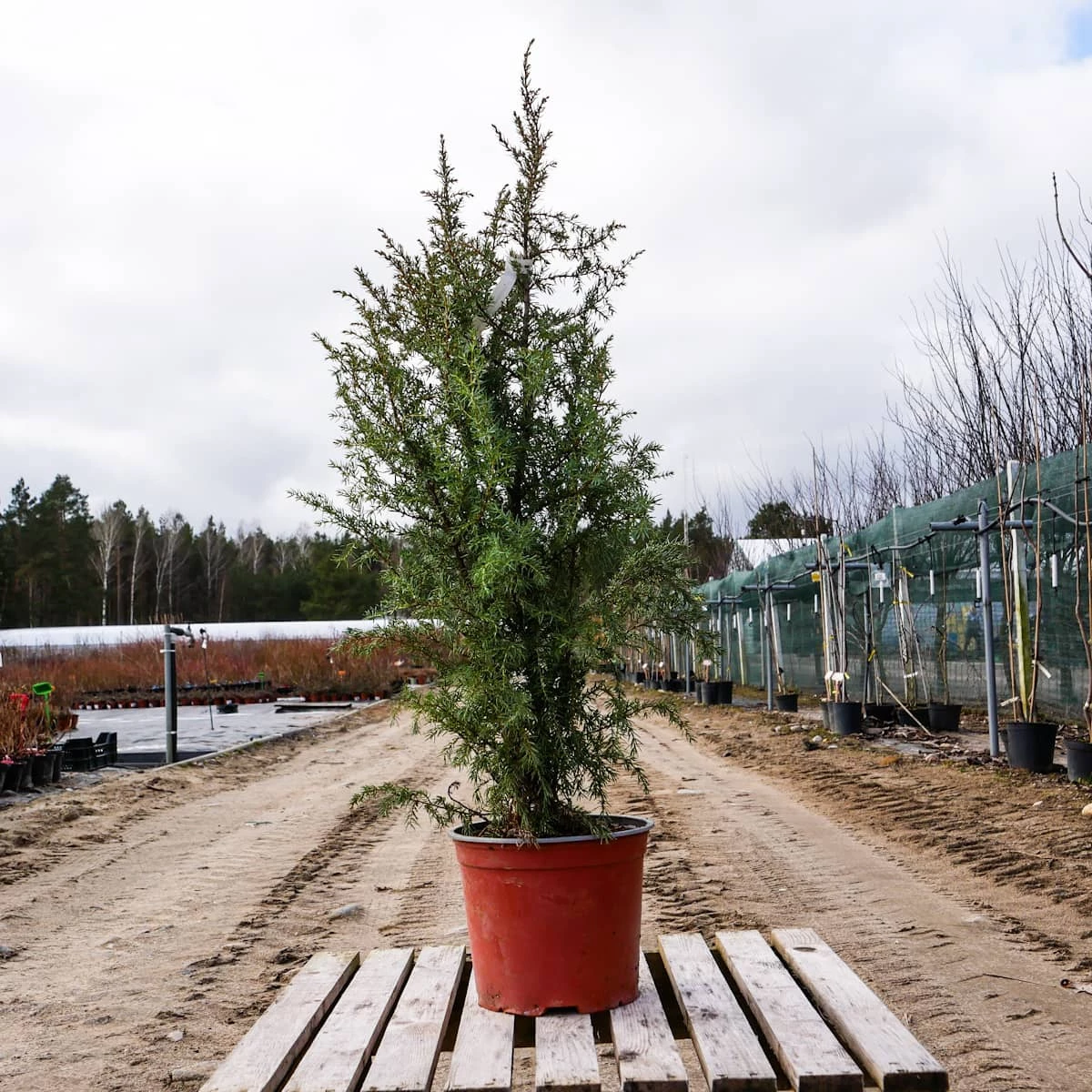 Jałowiec Pospolity Hibernica Kolumna (C2) - obrazek 5