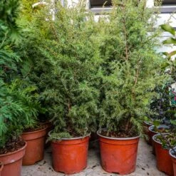 Jałowiec Pospolity Hibernica Kolumna (C2)