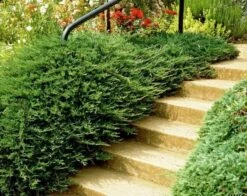 Jałowiec Pospolity Repanda