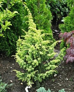 Jałowiec Pospolity Schneverdinger Goldmachangel (C2)