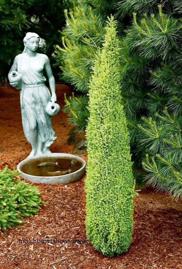 Jałowiec Pospolity Suecica Aurea (C2) - obrazek 5