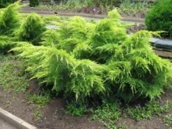 Jałowiec Pośredni Gold Coast (C2)