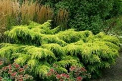 Jałowiec Pośredni Gold Star (C2)