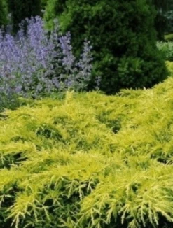 Jałowiec Pośredni Golden Joy (C2)