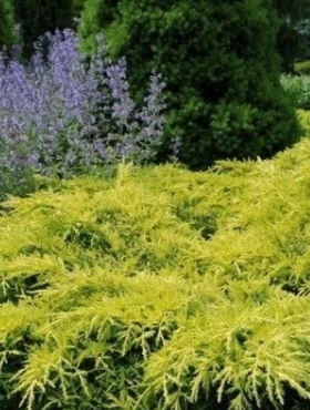 Jałowiec Pośredni Golden Joy (P9)